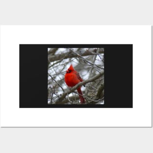 Winter Cardinal Photography Art Beautiful Heaven Sent Messenger Male Red Cardinal Posters and Art